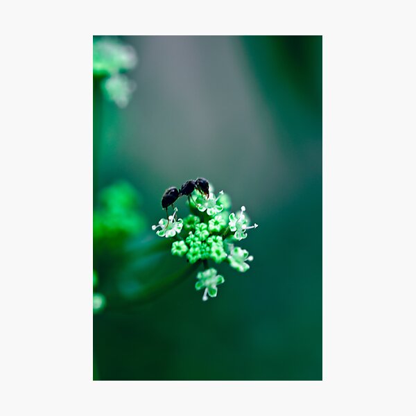 hormiga Photographic Print