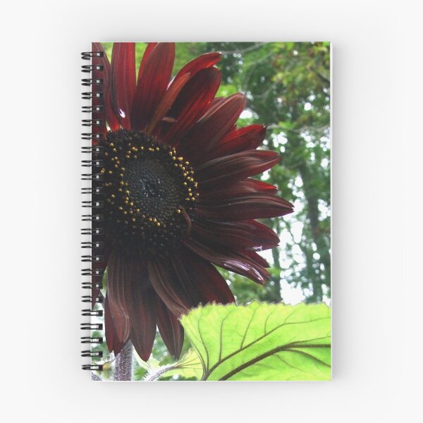 Aperçu de l'œuvre black Sunflower 2015 a créée et vendue par Maureen Zaharie.