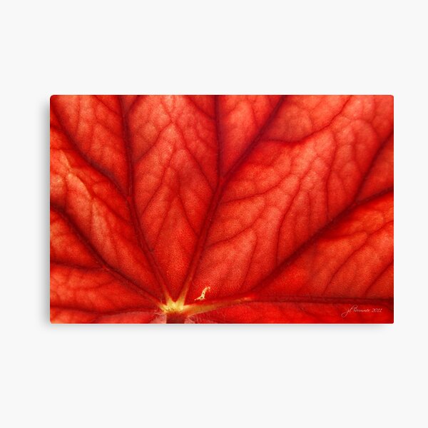 Under Shades of Red Canvas Print