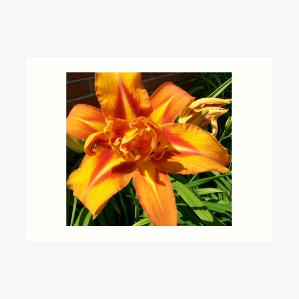Backyard flower 2 Art Print