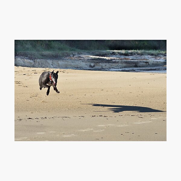 Item preview, beach bliss designed and sold by GreyhoundSN.