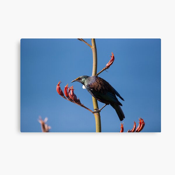 Tūī on Tiritiri Matangi Canvas Print