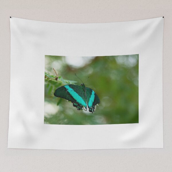 Aperçu de l'œuvre Papillon irisé créée et vendue par FabPosters4Less.
