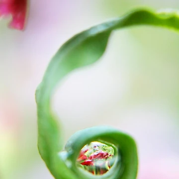 Artwork thumbnail, Spring Pearls by Stephanie Hillson