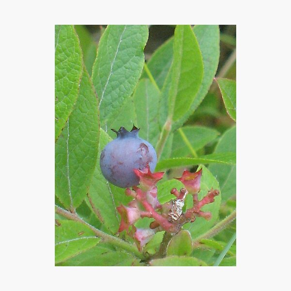 Item preview, One Wild Wisconsin Blueberry designed and sold by ronholiday.