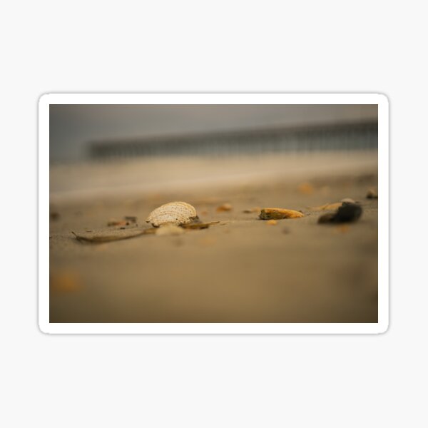 Item preview, Hole holy seashell designed and sold by KensLensDesigns.