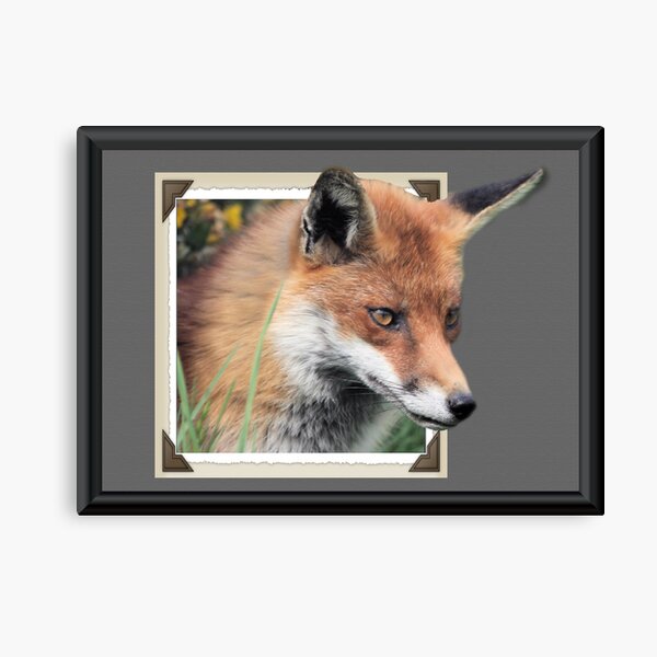 Framed Fox Canvas Print
