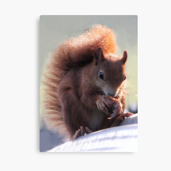 Red Squirrel Canvas Print