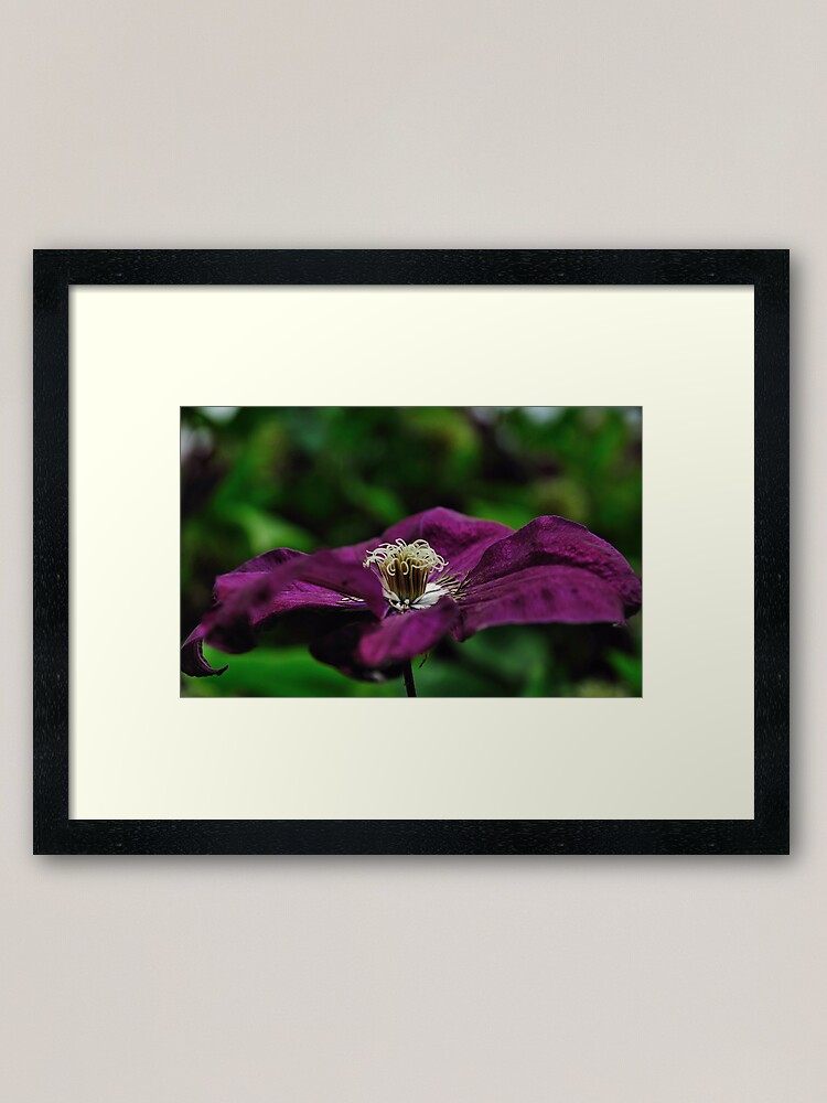 Thumbnail 2 of 7, Framed Art Print, Purple Flower designed and sold by Paul Eden.