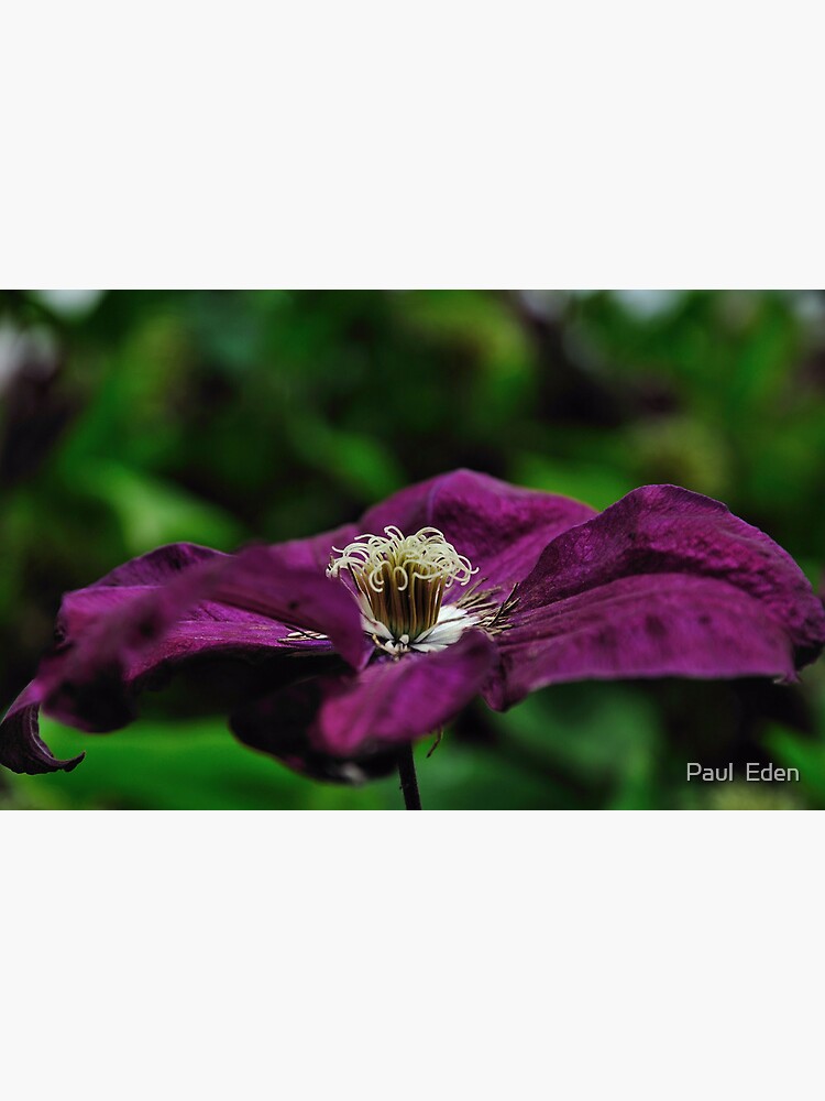 Thumbnail 7 of 7, Framed Art Print, Purple Flower designed and sold by Paul Eden.