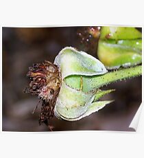 Rose hips Poster