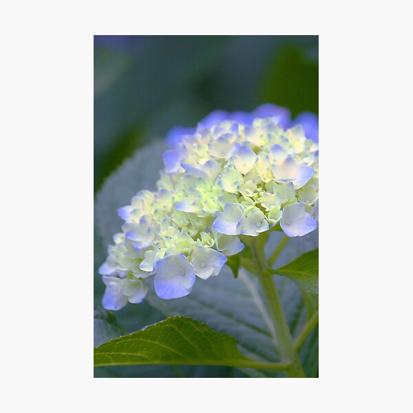Carolina Baby Blue Photographic Print