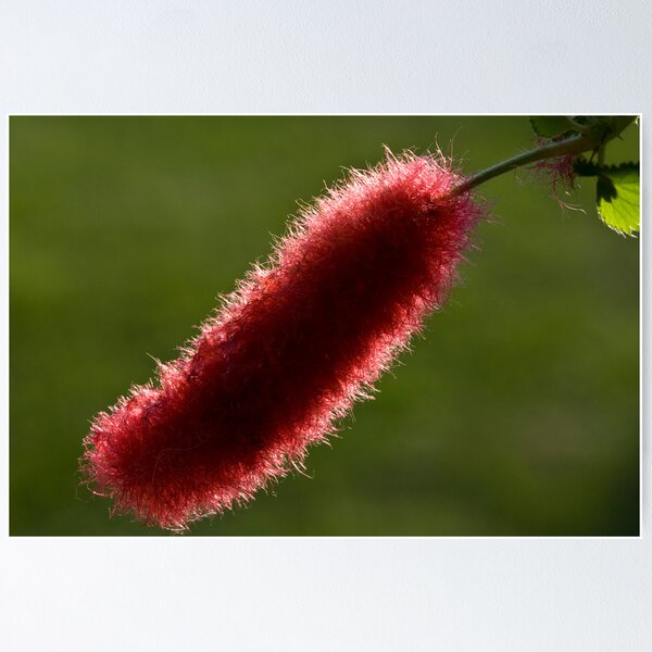 Item preview, Fuzzy and Sunny designed and sold by Adam Bykowski.