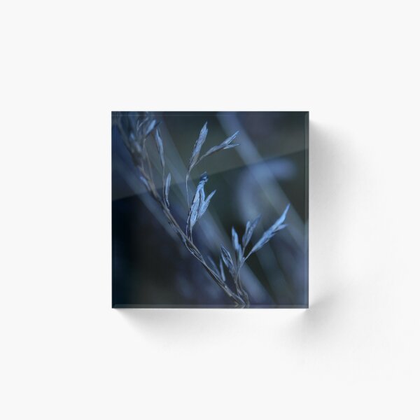 metamorphosis Acrylic Block