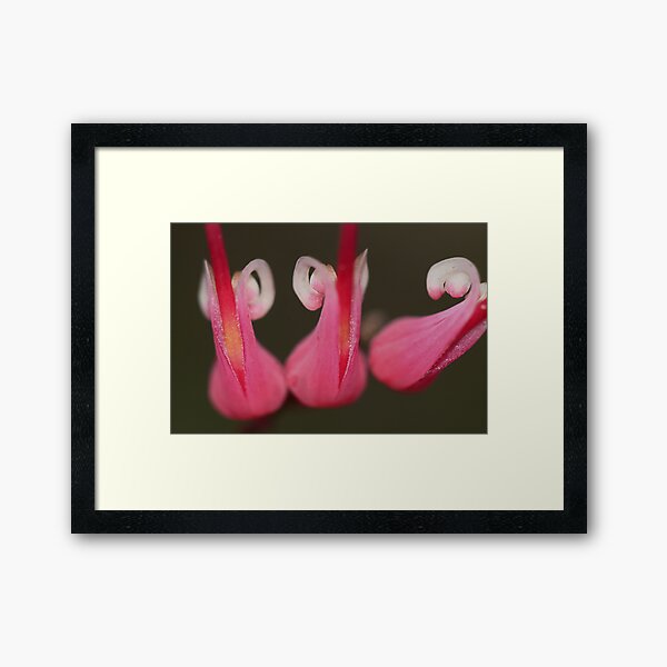 Grevillea hirtella Framed Art Print