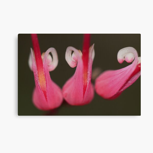 Grevillea hirtella Canvas Print