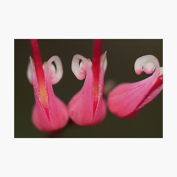 Grevillea hirtella Photographic Print