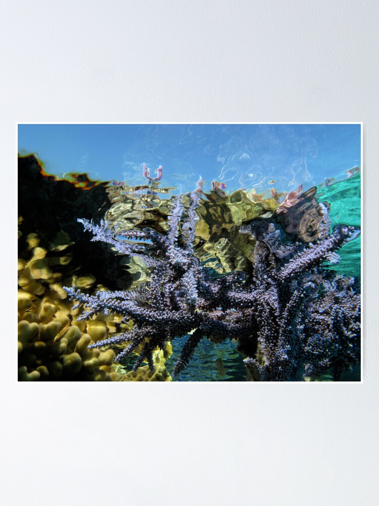 Alternate view of Reef Tripping Poster