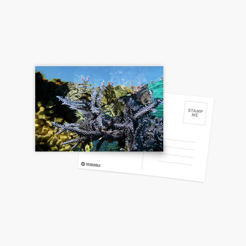 Reef Tripping Postcard