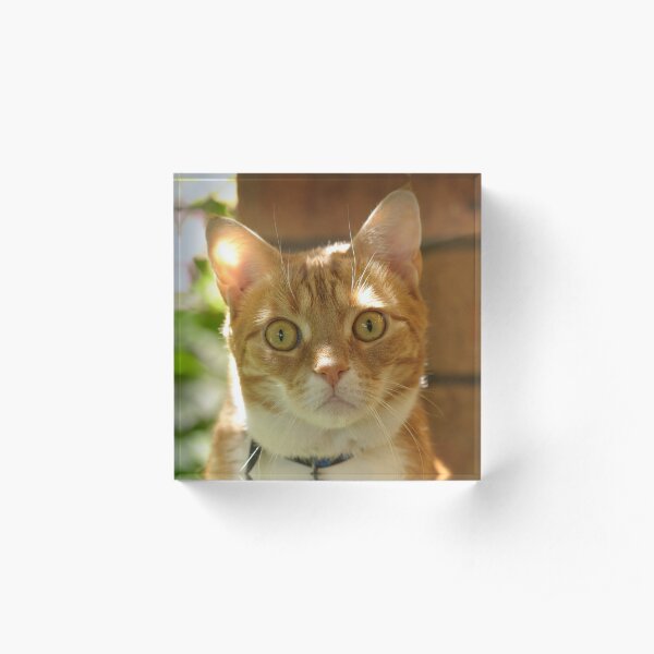 Angus Acrylic Block