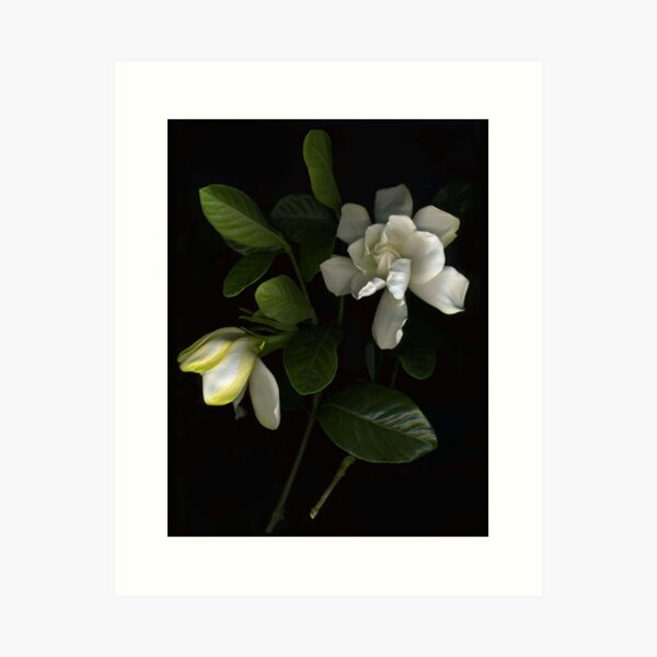 Gardenia Blooms Art Print