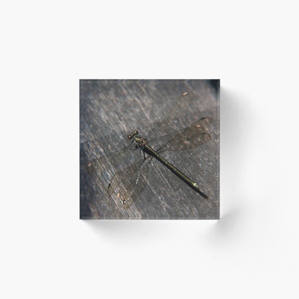 Dragonfly Acrylic Block