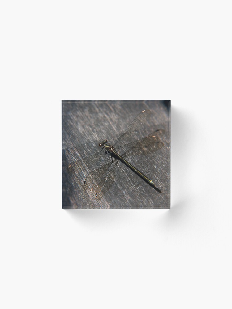 Alternate view of Dragonfly Acrylic Block