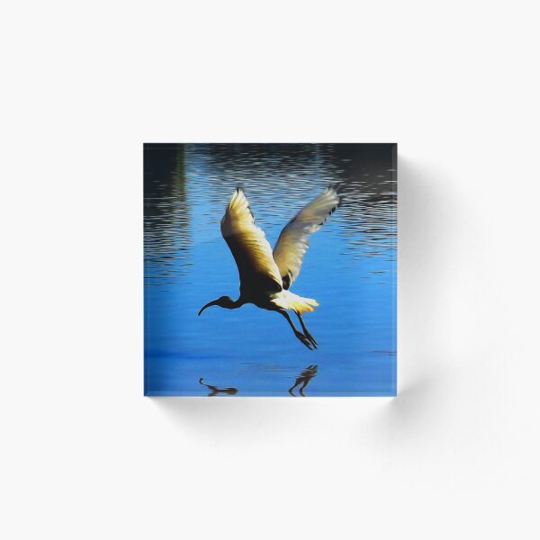 White Ibis Acrylic Block