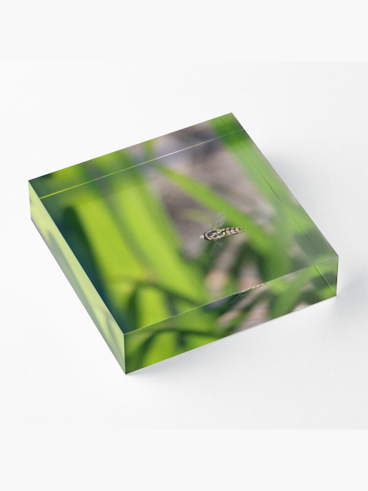 Alternate view of Hoverfly in flight Acrylic Block