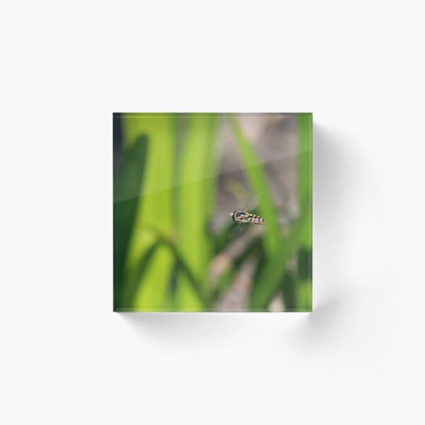 Hoverfly in flight Acrylic Block