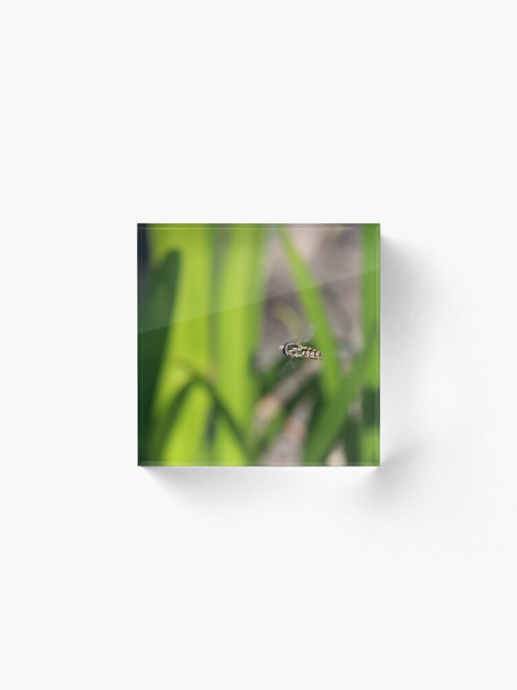 Alternate view of Hoverfly in flight Acrylic Block