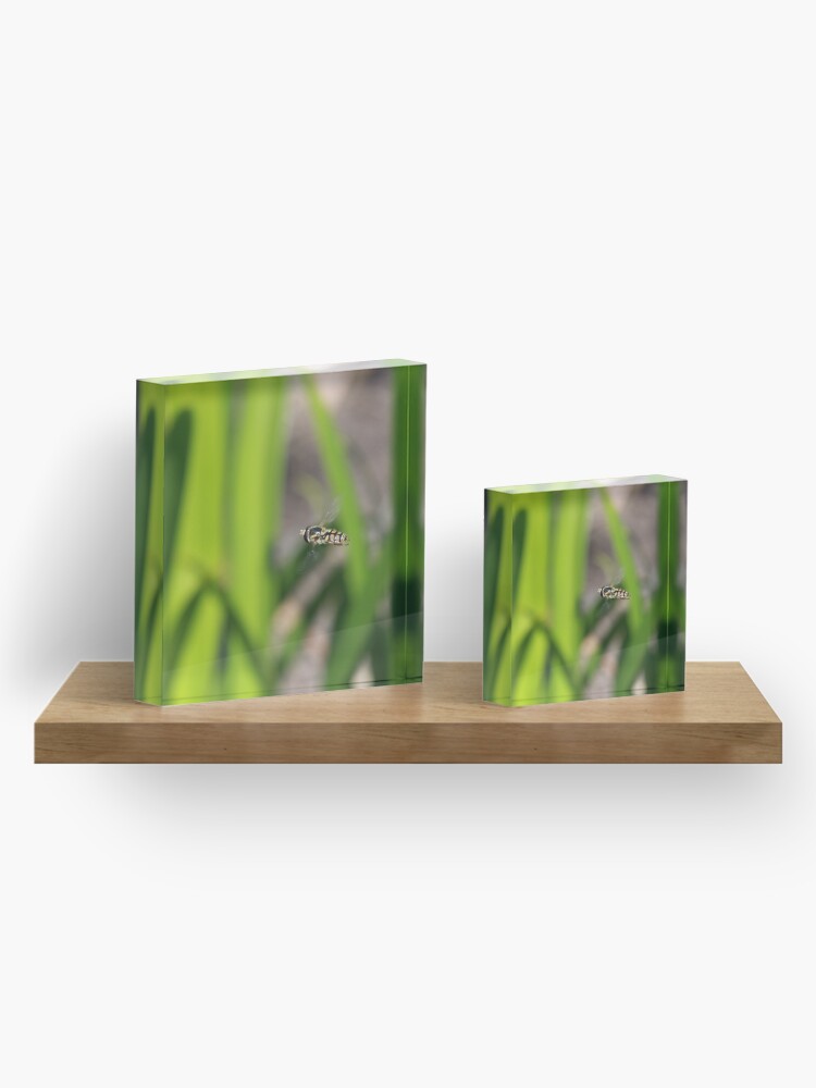Alternate view of Hoverfly in flight Acrylic Block