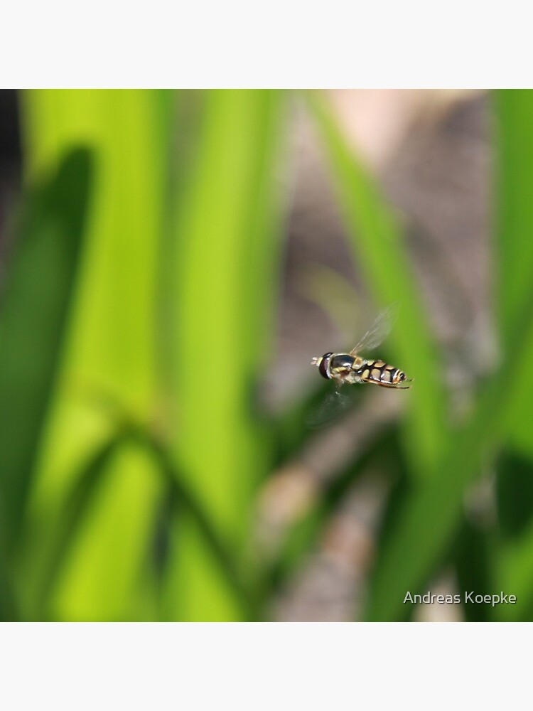 Hoverfly in flight by mistered