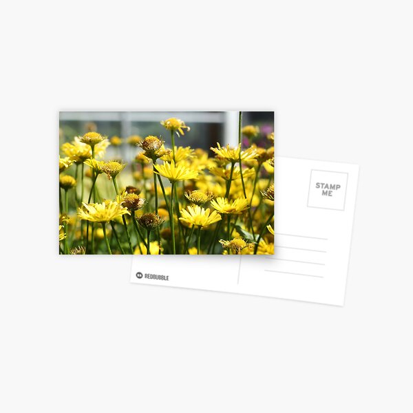 Paint Me Yellow Postcard