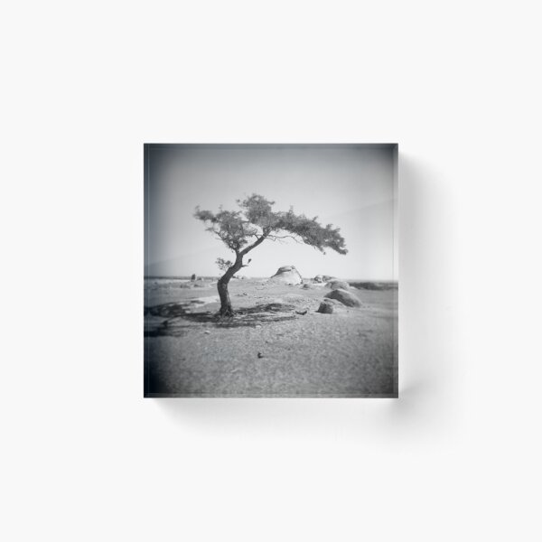 Item preview, the tree at dog rocks designed and sold by Roberts Birze.