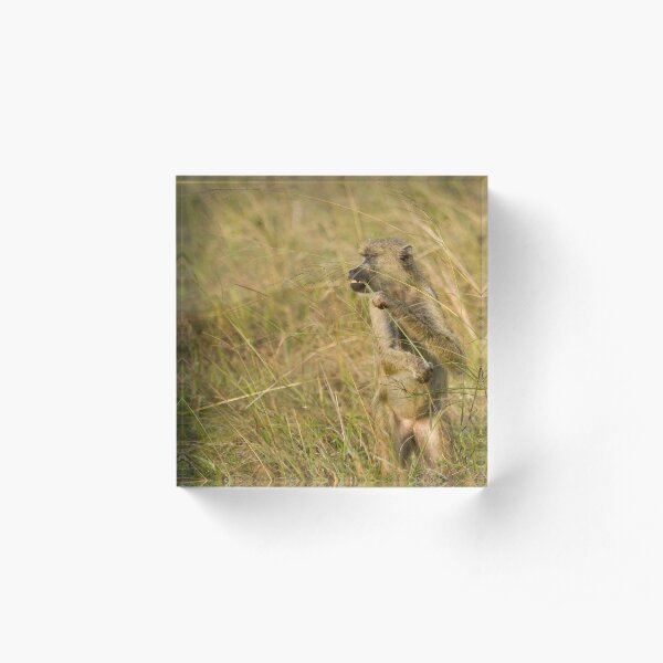 Amongst the Grass Acrylic Block