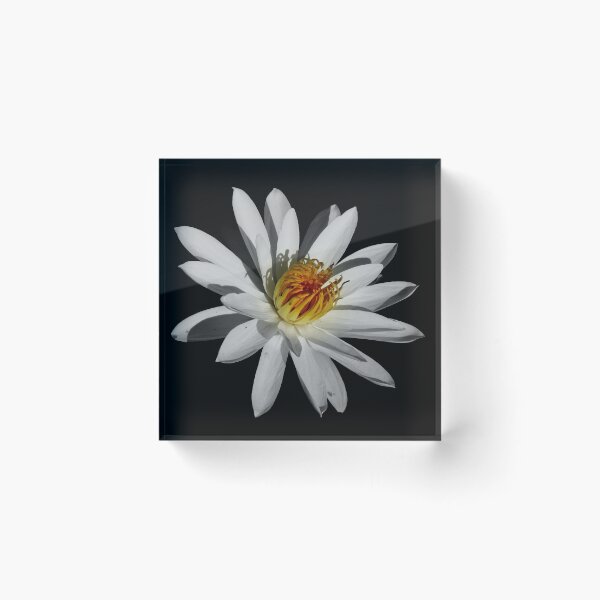 Item preview, Black With A Hint Of Botanical Element ~ Part Fourteen designed and sold by artisandelimage.