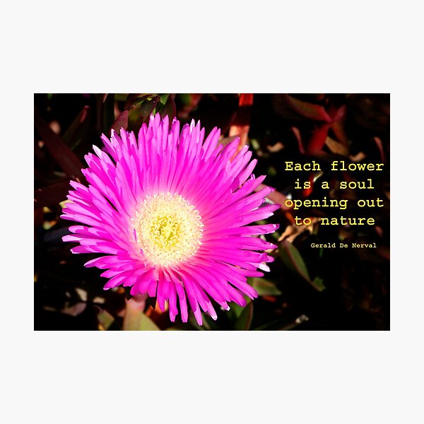 Natures Beauty Photographic Print