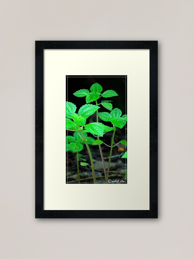 "Green Plant " Framed Art Print by ashifu Redbubble