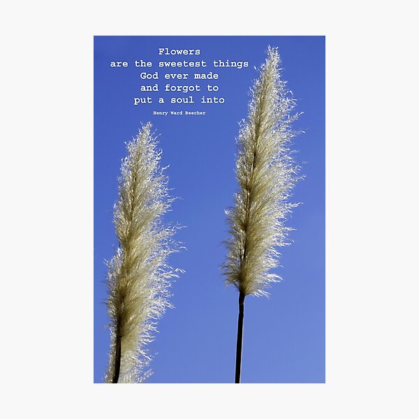 Floral Pointers Photographic Print