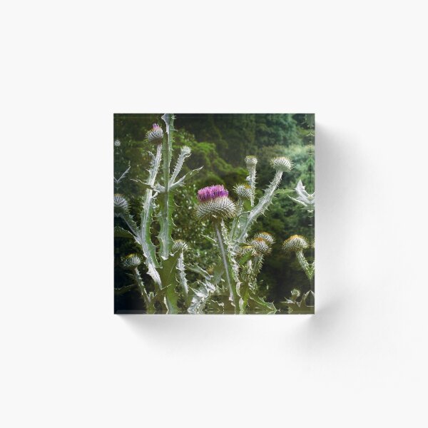 Thistles Acrylic Block
