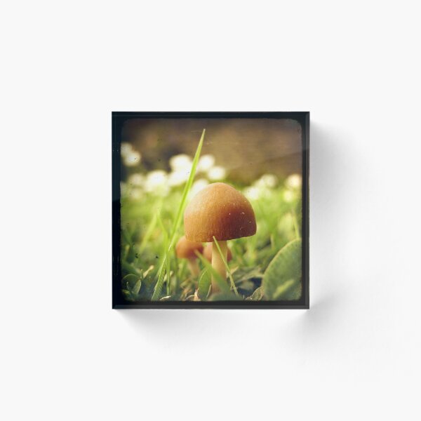 Aperçu de l'œuvre My Little Mushy créée et vendue par Marc Loret.