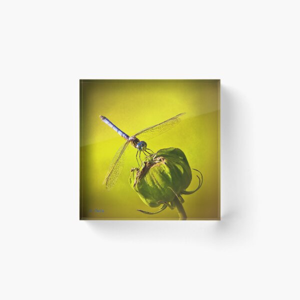Item preview, Blue-Eyed Darner and Bud designed and sold by Lightengr.