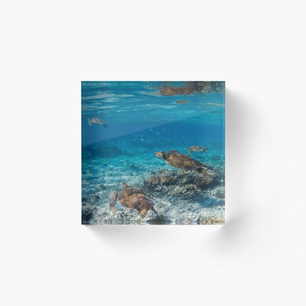Turtle party - print Acrylic Block