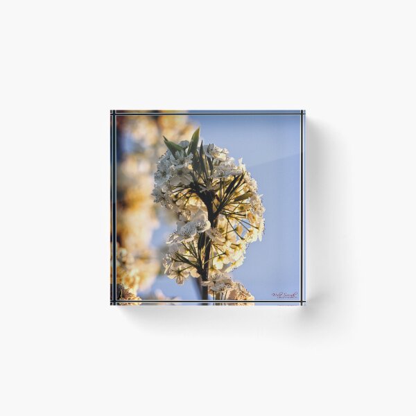 Item preview, Spring Flower - 1 designed and sold by Wolf Sverak Photography.