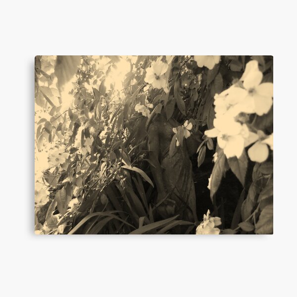 Patience Through The Years Canvas Print