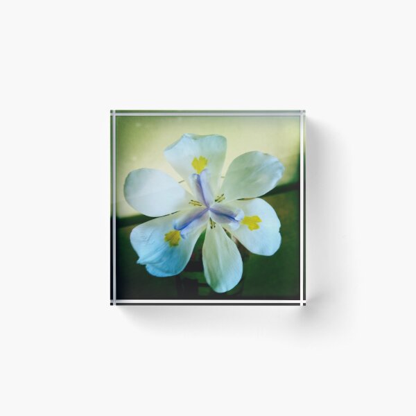 Flower petal Acrylic Block