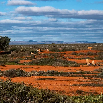 Artwork thumbnail, The Flinders Ranges by Jessy Willemse