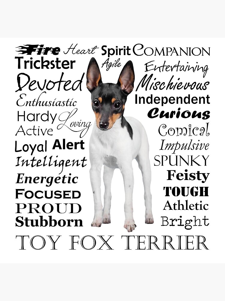 Toy Fox Terrier Traits by DogLove