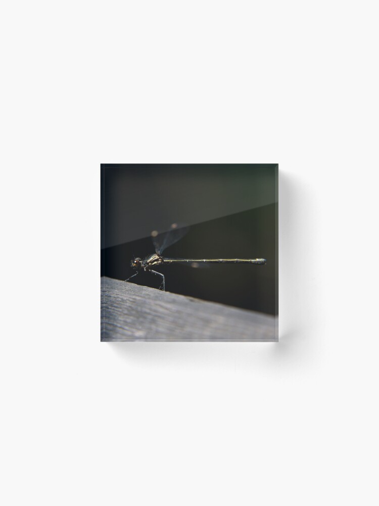 Alternate view of Dragonfly Acrylic Block